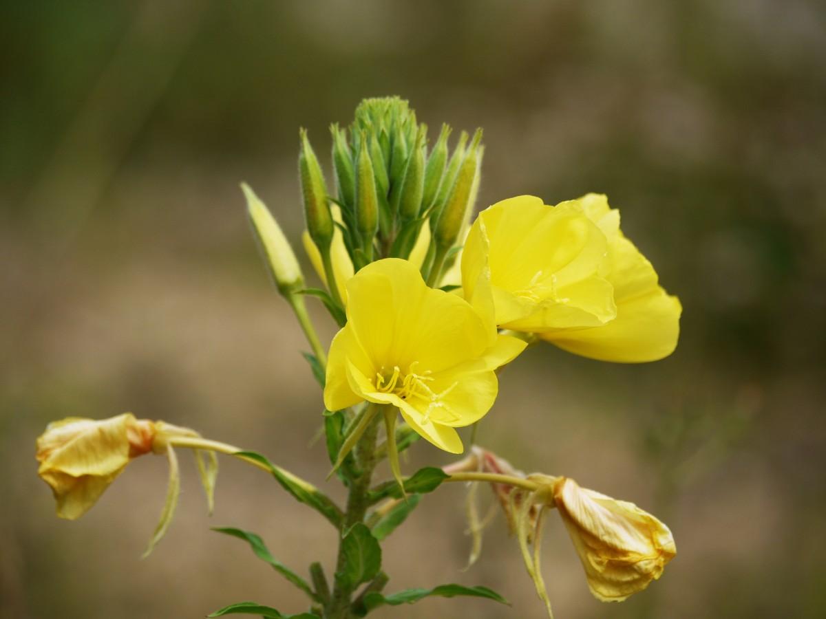 Yellow flowers with stamen, yellow stigma and style. white  hair, yellow-green buds sepals,  yellow-green 
 petiole, green leaves and stems, yellow midrib and veins.