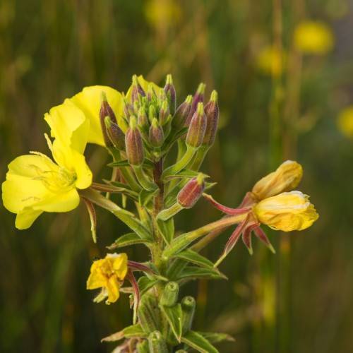 yellow flowers with yellow stamens, purple-lime buds, green leaves and purple-green stems