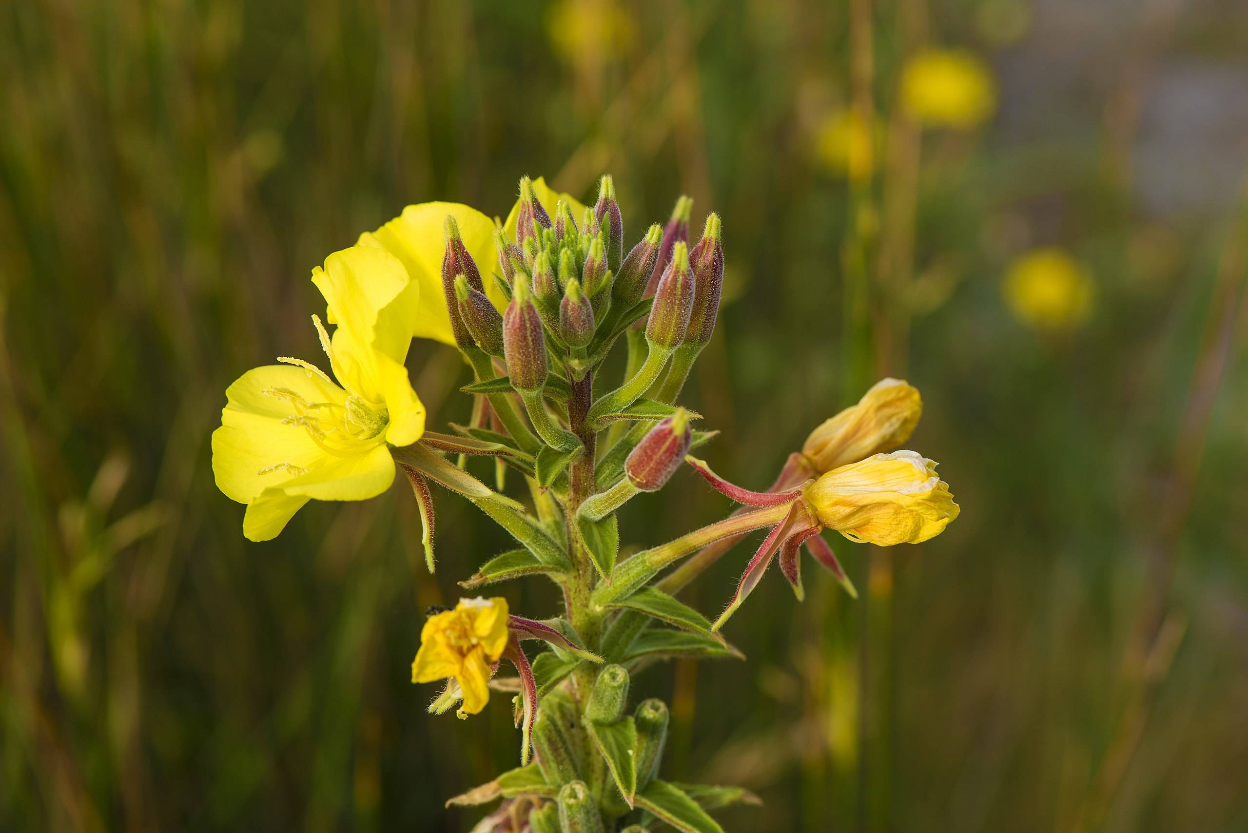 yellow flowers with yellow stamens, purple-lime buds, green leaves and purple-green stems