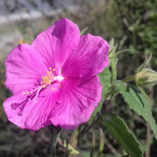 pink flowers with pink filaments, yellow anthers, green leaves and brown stems