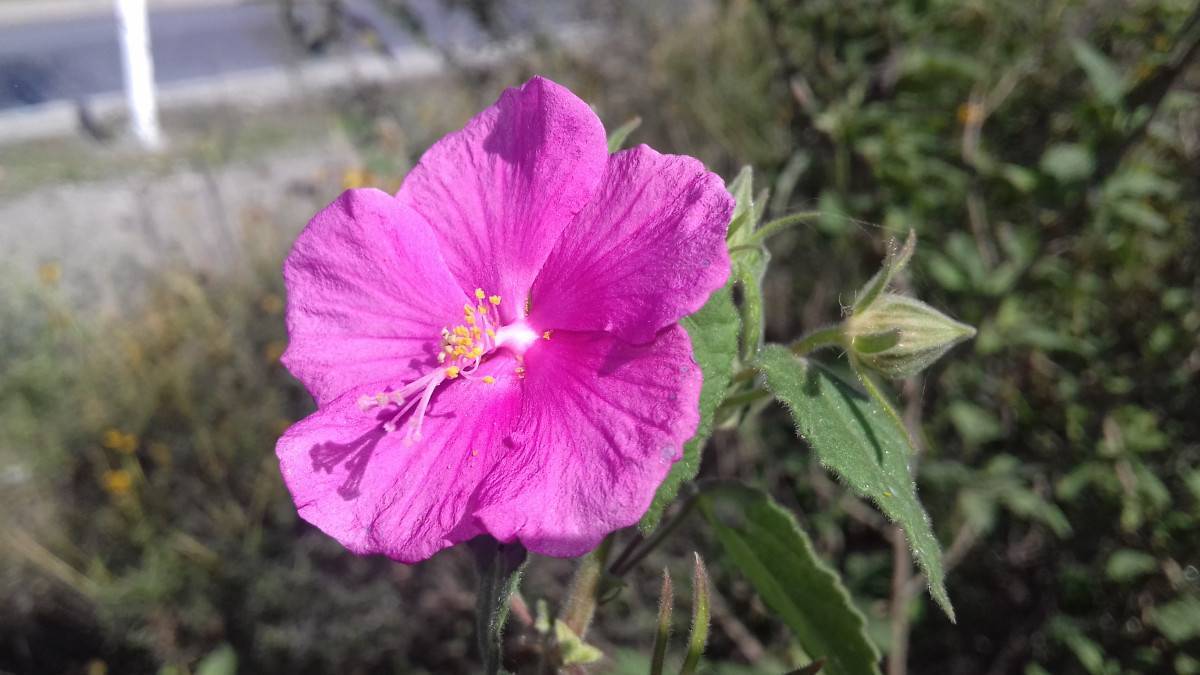 pink flowers with pink filaments, yellow anthers, green leaves and brown stems