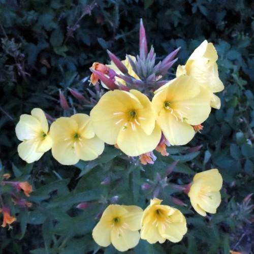 light-yellow flowers with white stamens, purple-peach buds, dark-green leaves and stems