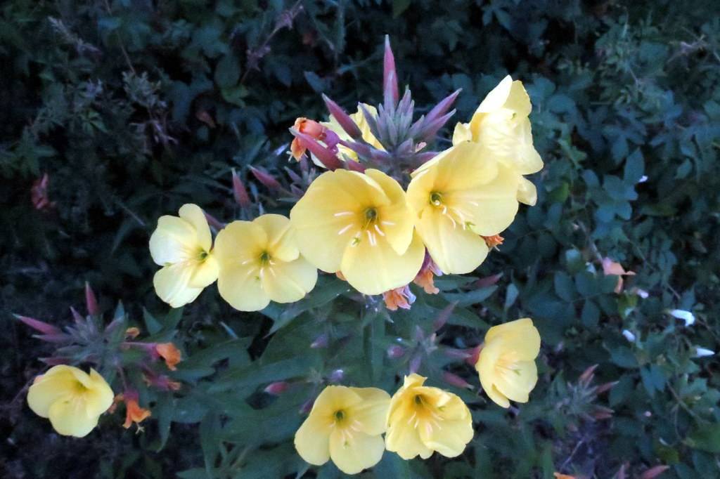 light-yellow flowers with white stamens, purple-peach buds, dark-green leaves and stems