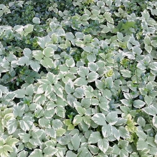 lethal combination of green-white maple leaves , drawing energy from green stems.