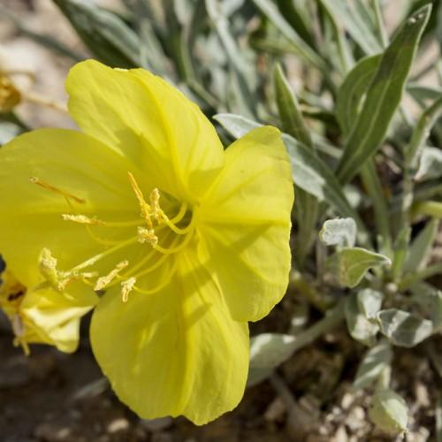 Yellow flowers with stamen, yellow stigma and style, green buds leaves and stems, white midrib and blades.