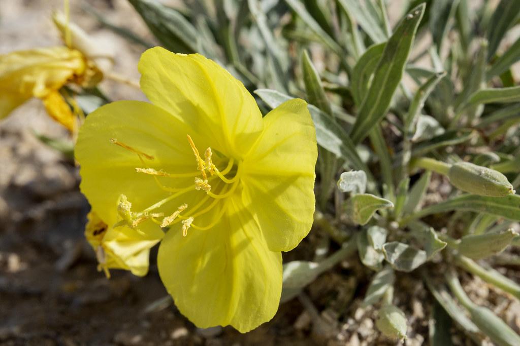 Yellow flowers with stamen, yellow stigma and style, green buds leaves and stems, white midrib and blades.