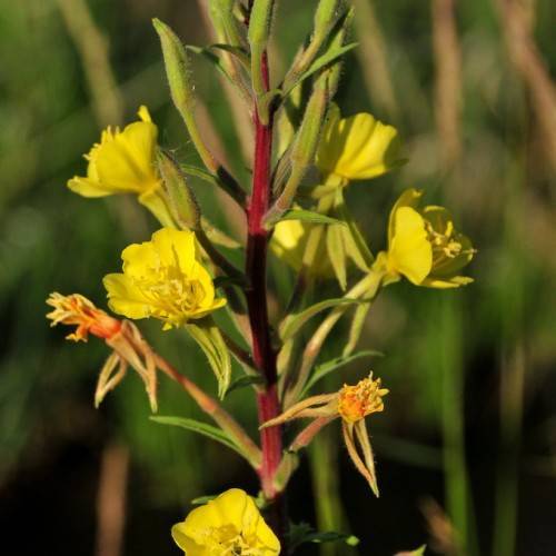 yellow-peach flowers with yellow stamens, olive buds, olive leaves and maroon stems