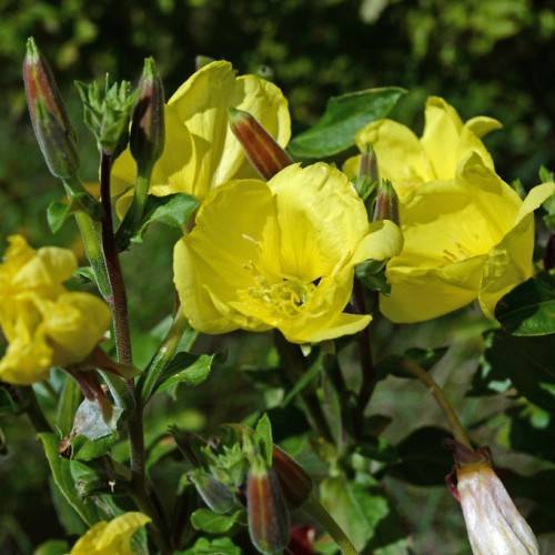 yellow, cup-shaped, glossy flowers with yellow stamens, reddish-green, hairy stems, and reddish-green, velvety buds