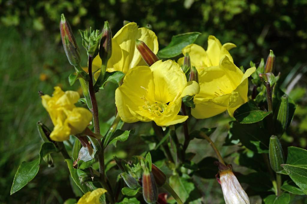 yellow, cup-shaped, glossy flowers with yellow stamens, reddish-green, hairy stems, and reddish-green, velvety buds