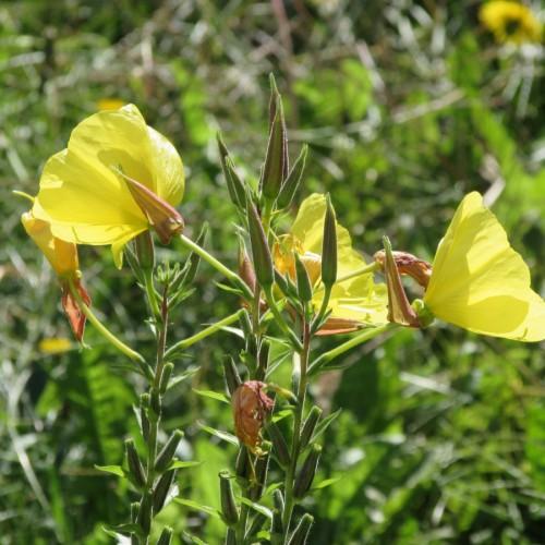 Yellow flowers with maroon-green buds, lime petiole, green leaves and stems.