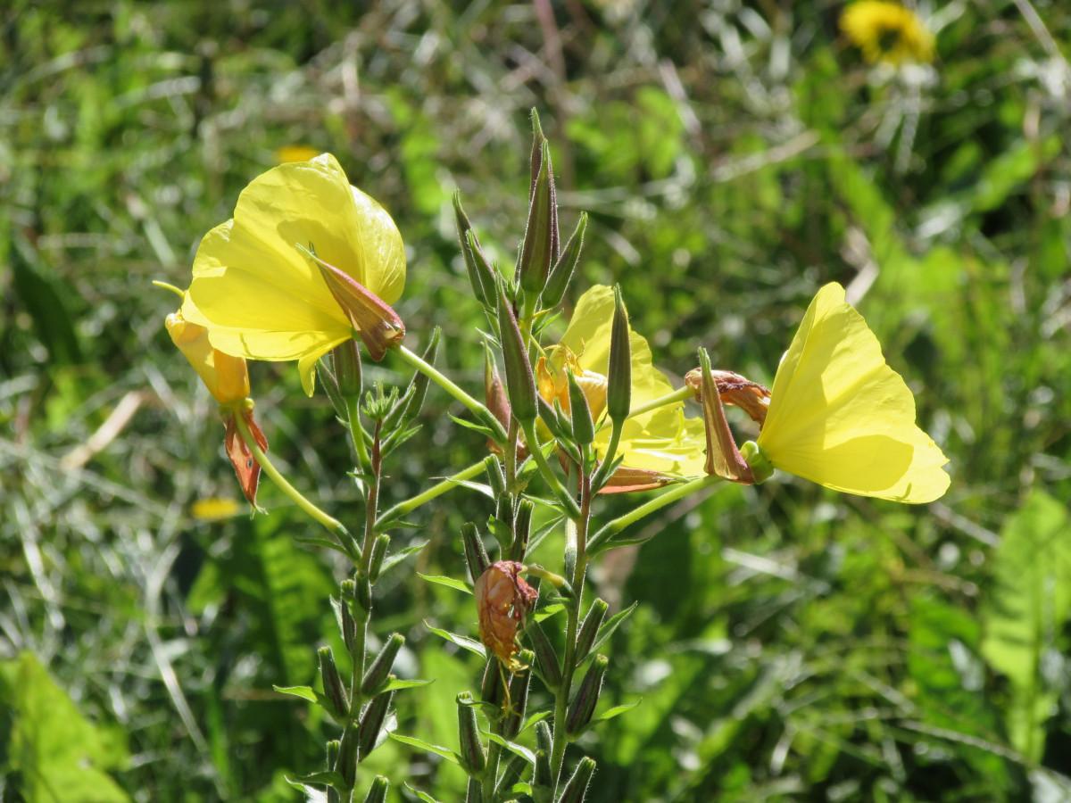 Yellow flowers with maroon-green buds, lime petiole, green leaves and stems.