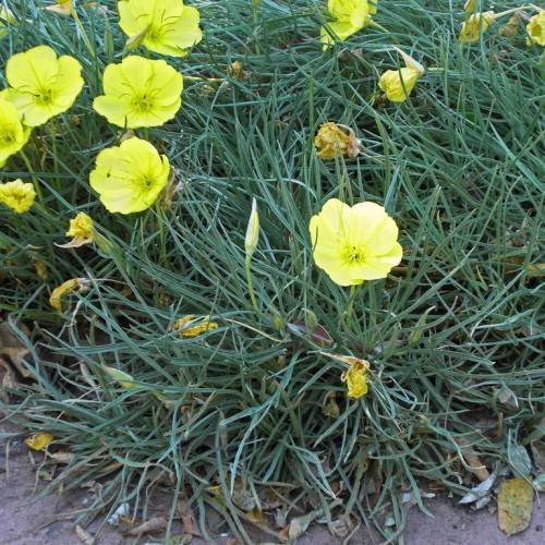 yellow, cup-shaped, glossy flowers with yellow stamens, and blue-green, narrow, grass-like leaves