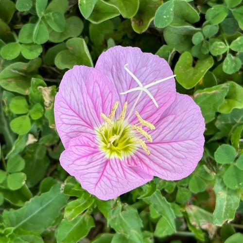 Lavender flower with lime-yellow center, white stigma, white-lime style and filaments, beige-brown anthers, green leaves and stems, yellow midrib and blades.
