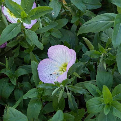 purple-white flower with white stamens, dark-green, ovate leaves