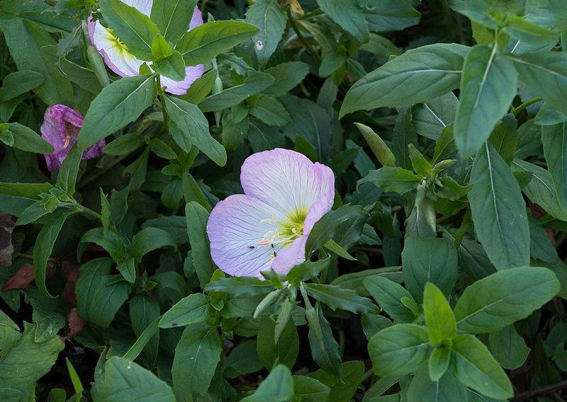 purple-white flower with white stamens, dark-green, ovate leaves