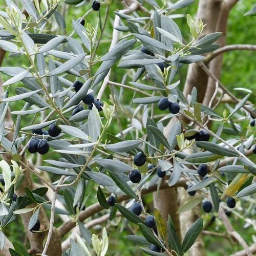 Black fruit with dark-green leaves, lime-yellow stems and midrib, and brown stems.