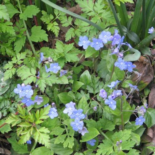 light-blue, small flowers with white stamens, violet-green stems, and green, deeply-lobed leaves