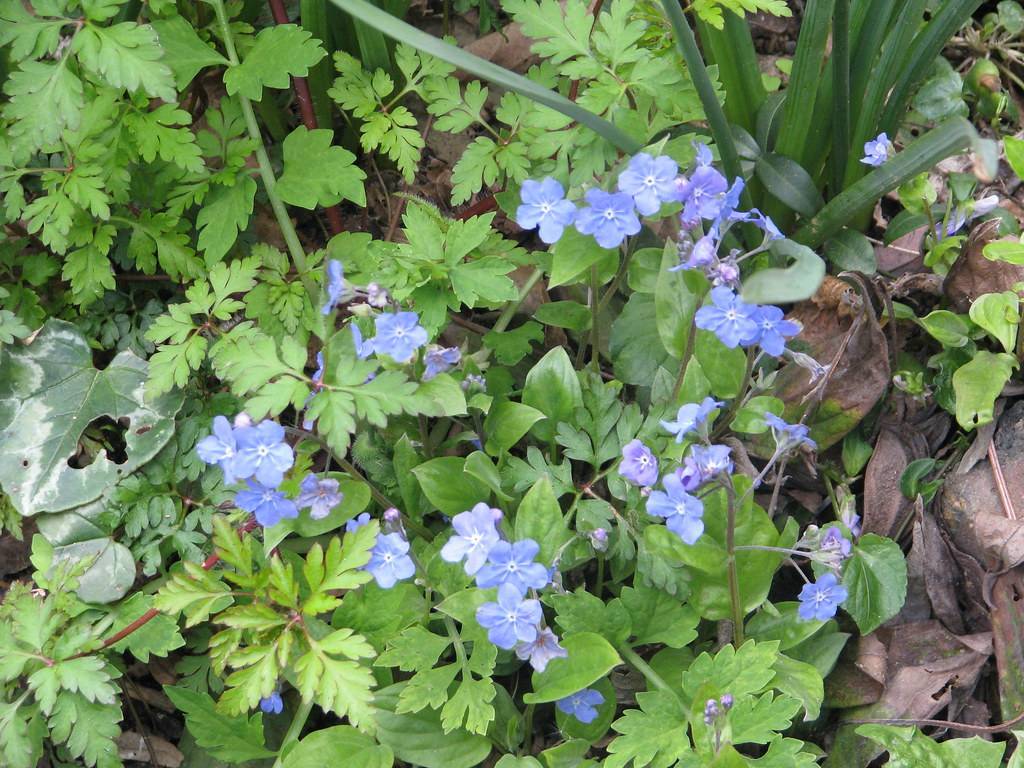 light-blue, small flowers with white stamens, violet-green stems, and green, deeply-lobed leaves