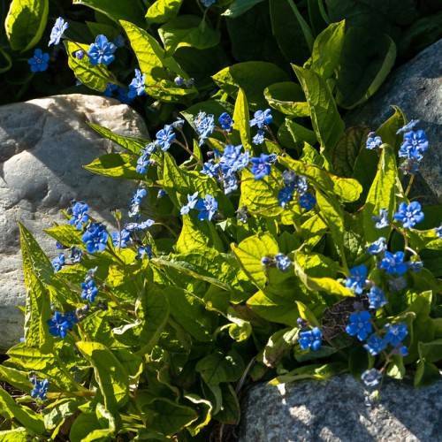 blue, small, shiny flowers, pale-green stems, and pale-green, glossy leaves