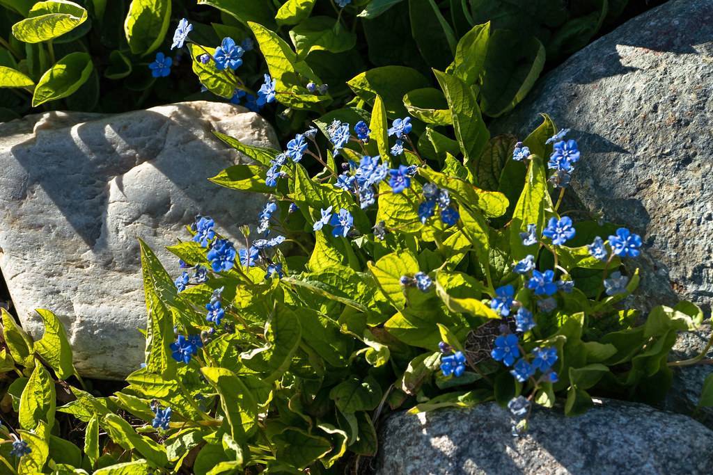 blue, small, shiny flowers, pale-green stems, and pale-green, glossy leaves