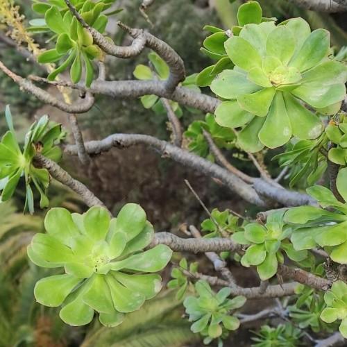 yellow-green leaves with brown branches