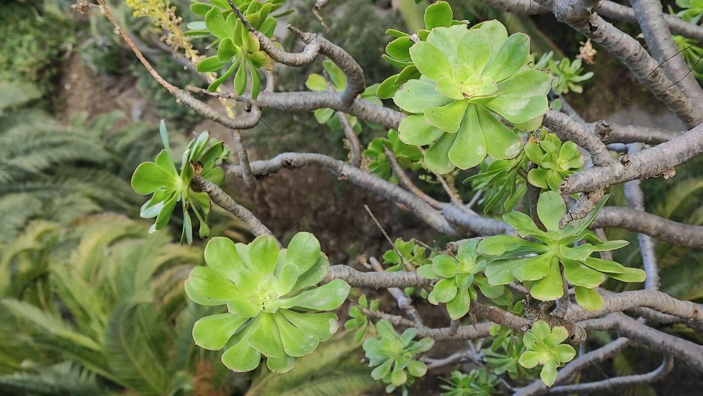 yellow-green leaves with brown branches