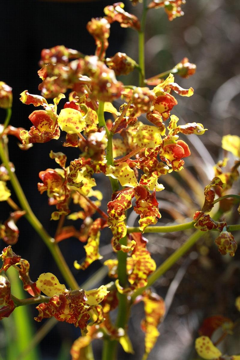 Brown-yellow leaves and petiole, green stems