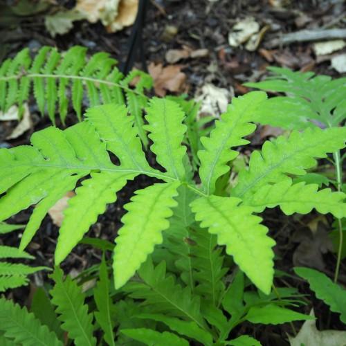 Green leaves with white midrib and veins.
