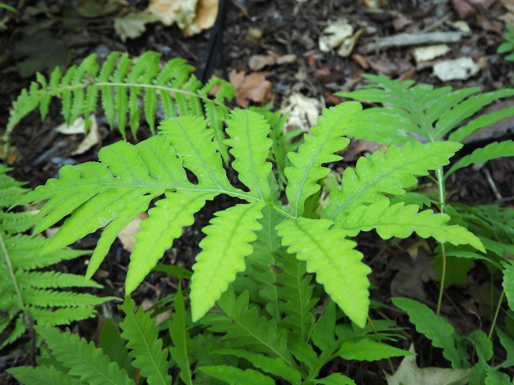 Green leaves with white midrib and veins.