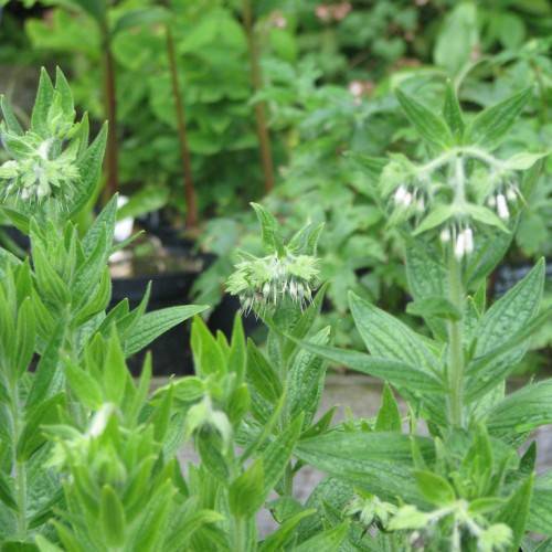 green, hairy flowers with white stamens, green, hairy stems with green, lanceolate leaves