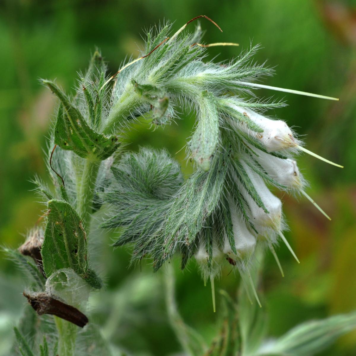 White-beige buds with lime-white stigma, , white hair, green leaves and stems, yellow midrib and veins.