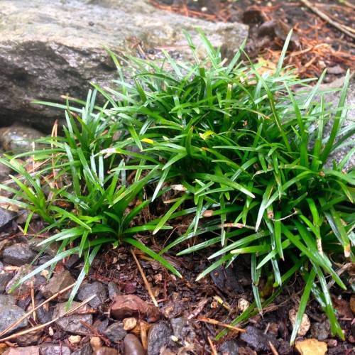 small, narrow, green, shiny blades