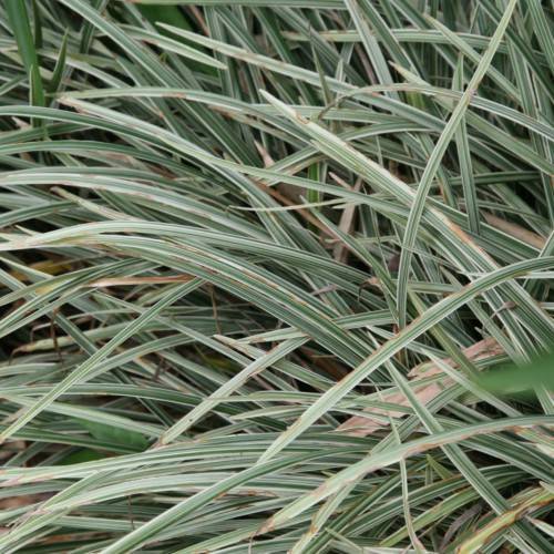 long, narrow, green, spear-like blades with creamy, smooth margins