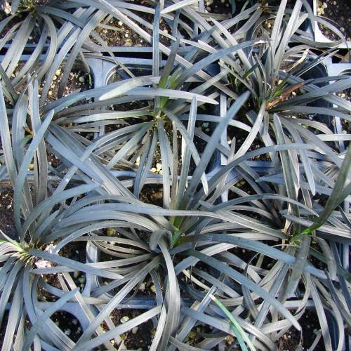 narrow, spear-like, silver-blue, shiny blades