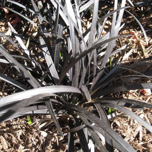 narrow, spear-like, silver-black, shiny blades