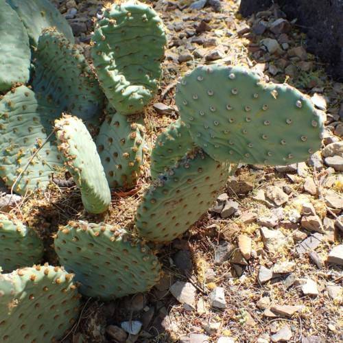 compact, rounded plant shape with smooth fleshy pads adorned with golden spines and glochids