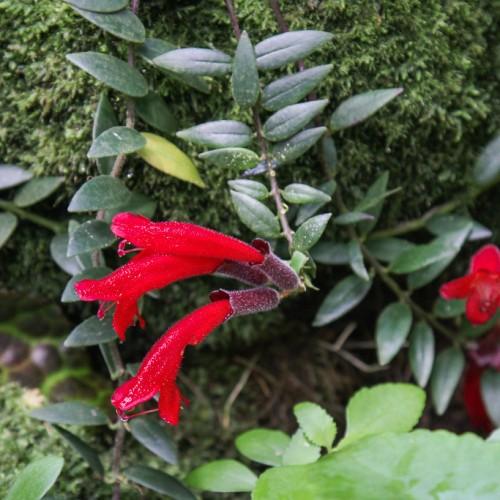 Vibrant, tube-shaped red flower and green leaves, taking energy from brown stems and tiny white thorns.