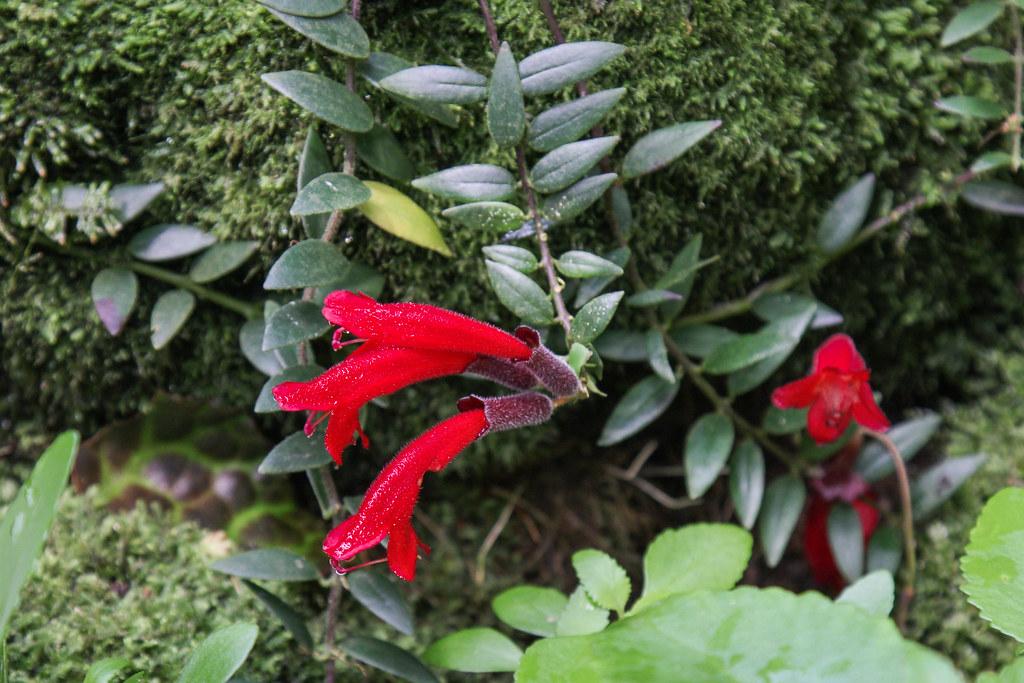 Vibrant, tube-shaped red flower and green leaves, taking energy from brown stems and tiny white thorns.