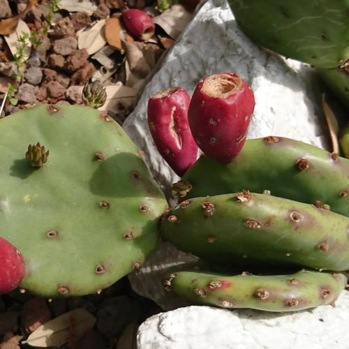 Red fruit with green foliage, maroon-green buds.
