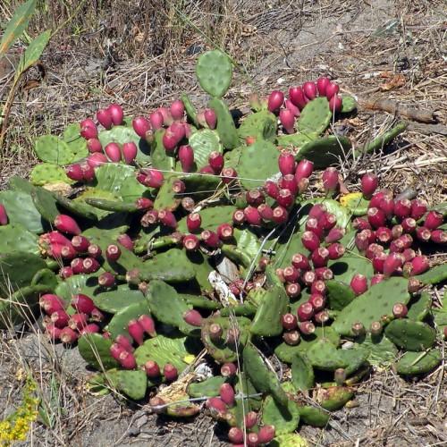 Burgundy fruits with green foliage,