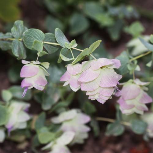 bell-shaped, purple-white flowers with creamy stems, and gray-green, small, round leaves