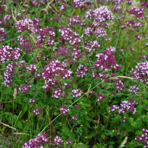 clusters of small, light-dark-purple flowers with violet stems, and green leaves