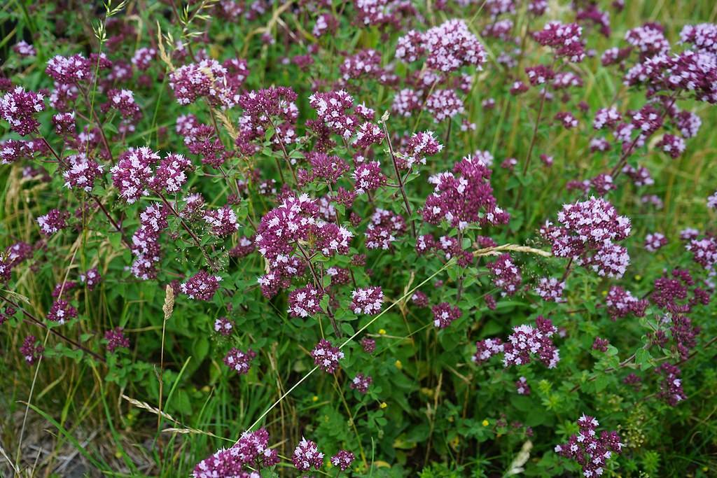 clusters of small, light-dark-purple flowers with violet stems, and green leaves