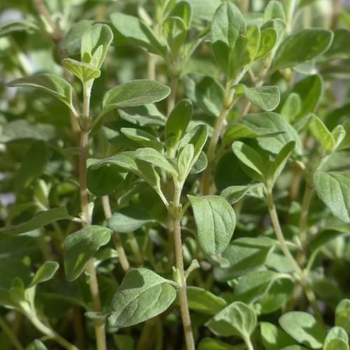 Green leaves with lime petiole, beige stems, yellow midrib and veins.