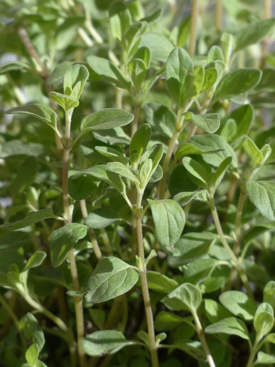 Green leaves with lime petiole, beige stems, yellow midrib and veins.