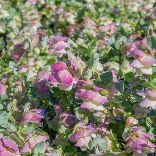Magenta-white flowers with yellow stems, green leaves, yellow midrib and veins.
