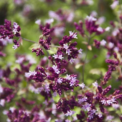 clusters of small, light-dark-purple, bell-shaped flowers with violet stems,