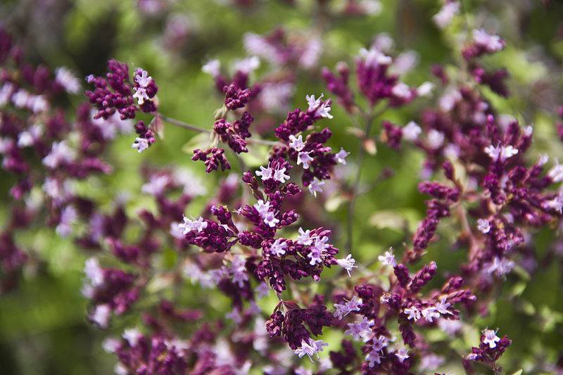 clusters of small, light-dark-purple, bell-shaped flowers with violet stems,