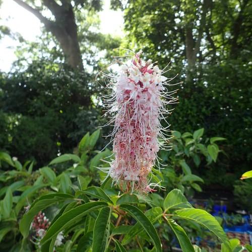Clusters of pink-white flowers and green foliage in spring, growing above green leaves and tiny brown stems.