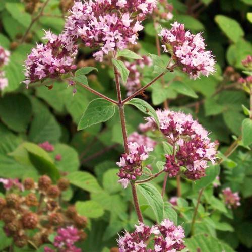 pink flowers with dark-pink buds, green leaves and burgundy stems